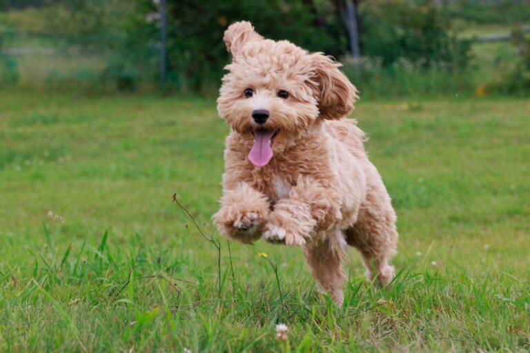 死後事務委任_理由