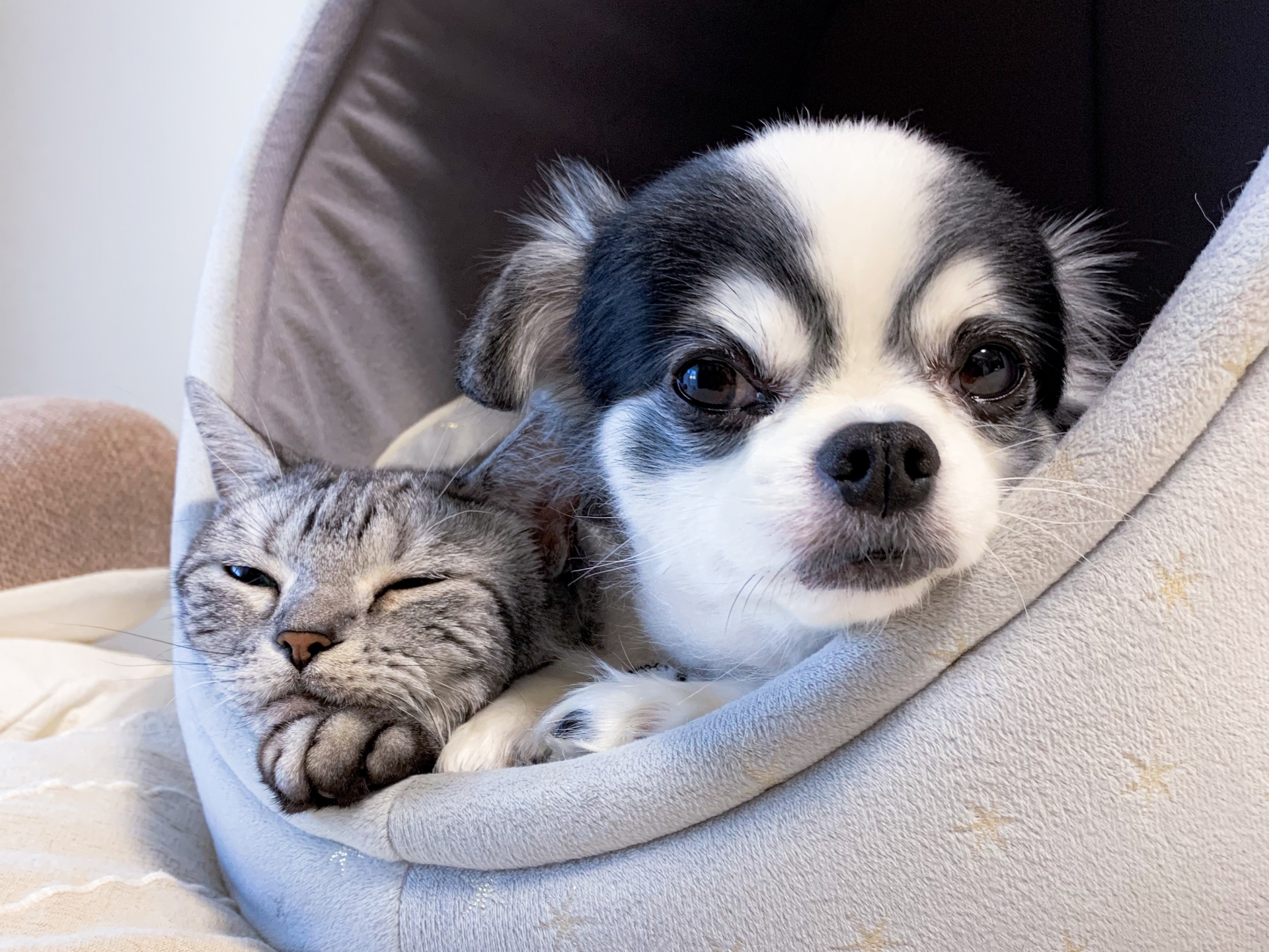 死後事務委任_ペット