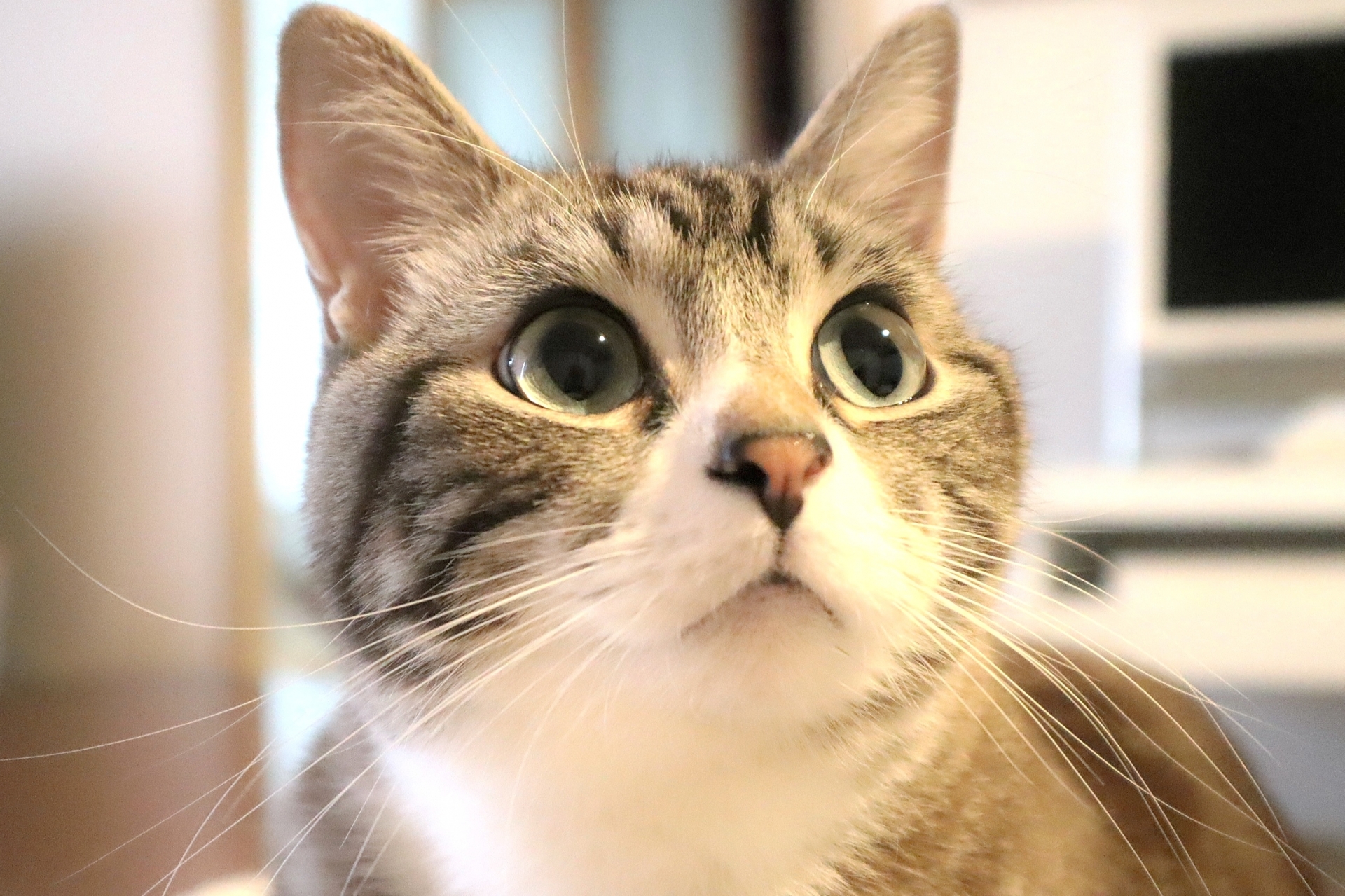 死後事務委任_ペット